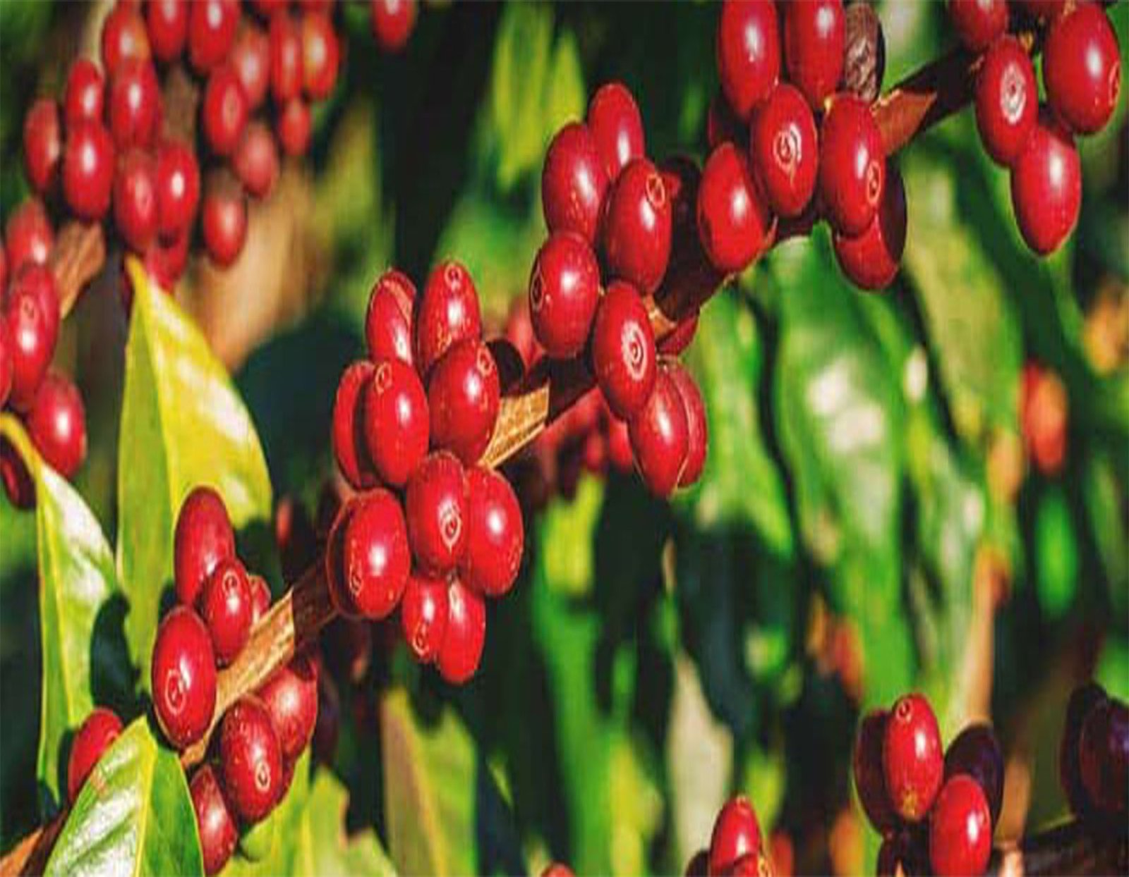 Γιατί οι τιμές του καφέ συνεχίζουν να αυξάνονται;